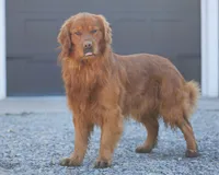Red male, a male Golden Retriever for sale in Coshocton, OH – 4 of 7