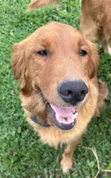 Red male, a male Golden Retriever for sale in Coshocton, OH – 5 of 7