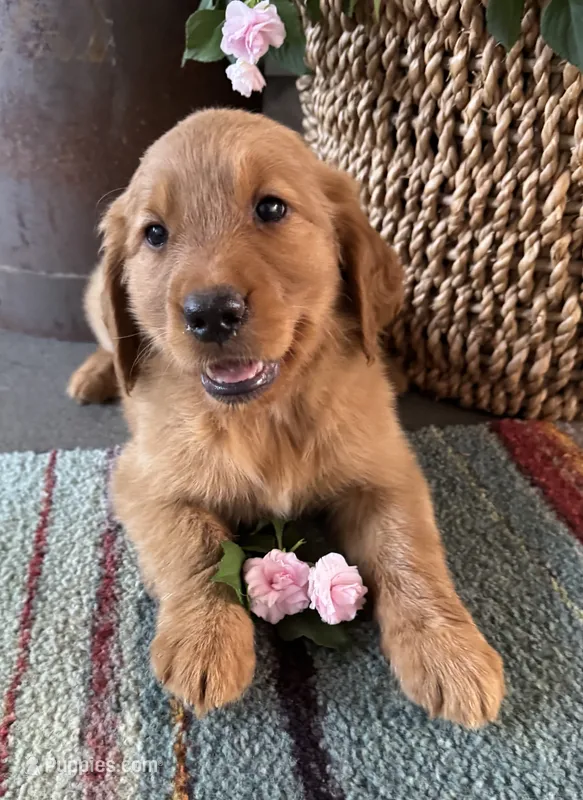 NO color female – Golden Retriever puppy for sale in Coshocton, OH