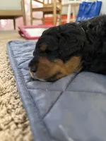 Mr. Greenie , a male Miniature Bernedoodle for sale in Cary, IL – 8 of 10
