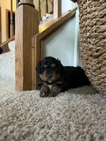 Mr. Greenie , a male Miniature Bernedoodle for sale in Cary, IL – 2 of 10