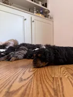 Mr. Greenie , a male Miniature Bernedoodle for sale in Cary, IL – 7 of 10