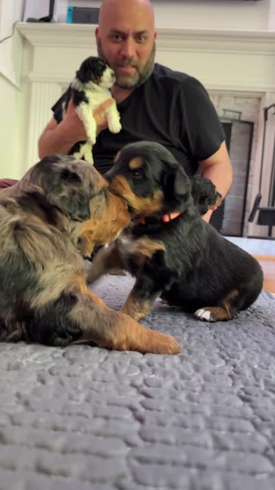 Cooper, a male Miniature Bernedoodle for sale in Cary, IL – 6 of 8