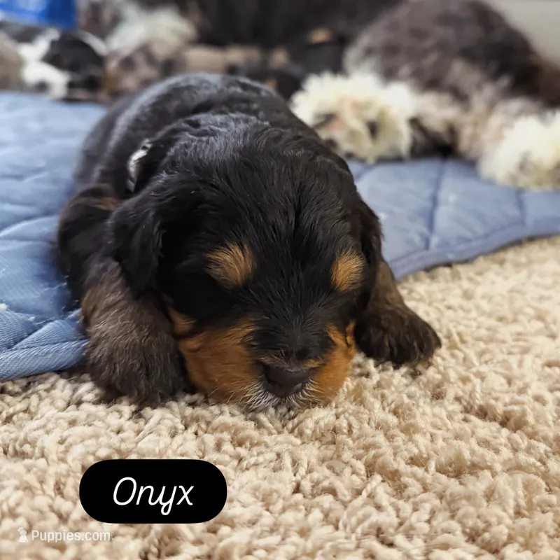 Onyx – Miniature Bernedoodle puppy for sale in Cary, IL