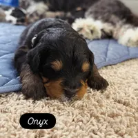 Onyx, a male Miniature Bernedoodle for sale in Cary, IL – 1 of 4