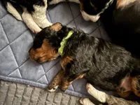 Mr. Greenie , a male Miniature Bernedoodle for sale in Cary, IL – 9 of 10