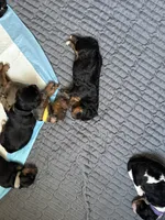 Mr. Greenie , a male Miniature Bernedoodle for sale in Cary, IL – 10 of 10