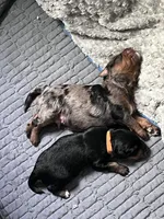 Cooper, a male Miniature Bernedoodle for sale in Cary, IL – 5 of 8