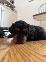 Mr. Greenie , a male Miniature Bernedoodle for sale in Cary, IL – 1 of 10