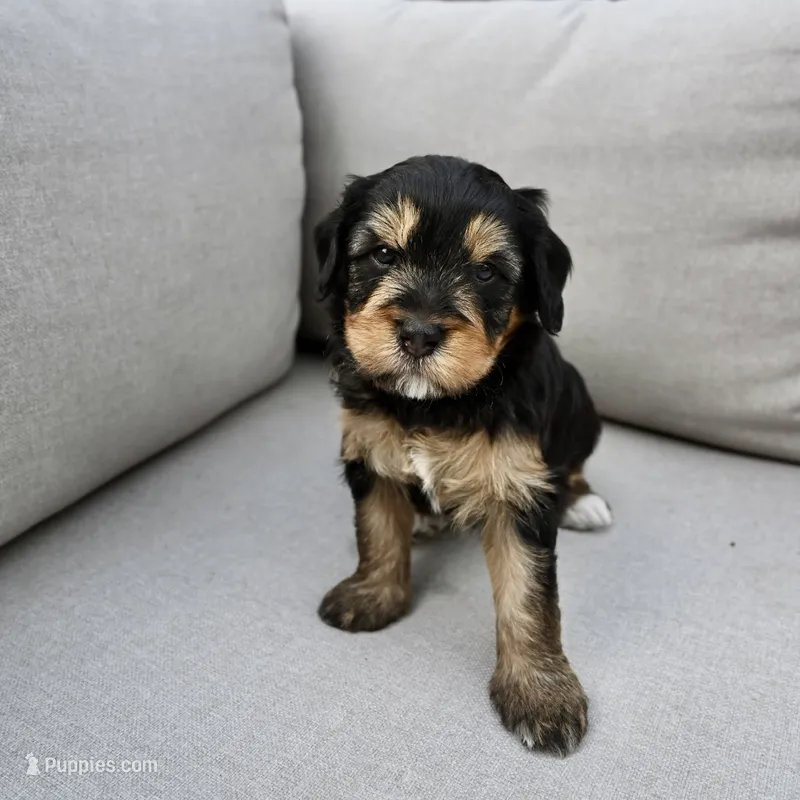 Onyx – Miniature Bernedoodle puppy for sale in Cary, IL