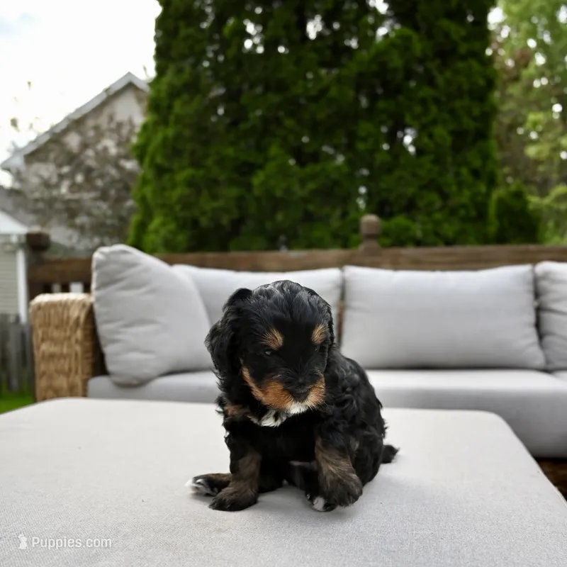 Jasper  – Miniature Bernedoodle puppy for sale in Cary, IL