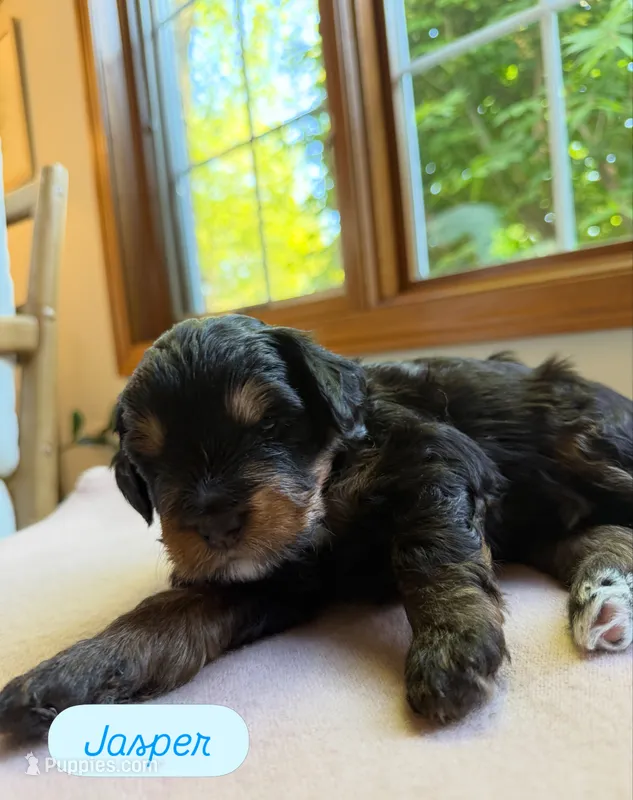 Jasper  – Miniature Bernedoodle puppy for sale in Cary, IL