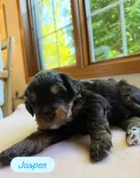Jasper , a male Miniature Bernedoodle for sale in Cary, IL – 1 of 5