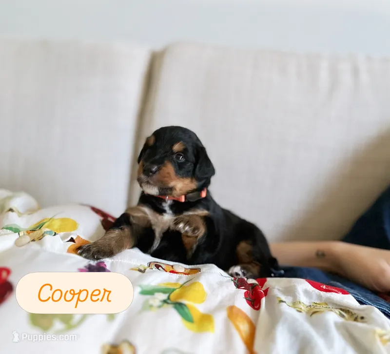Cooper – Miniature Bernedoodle puppy for sale in Cary, IL