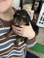 Mr. Greenie , a male Miniature Bernedoodle for sale in Cary, IL – 3 of 10