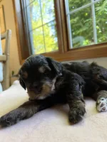 Jasper , a male Miniature Bernedoodle for sale in Cary, IL – 4 of 5
