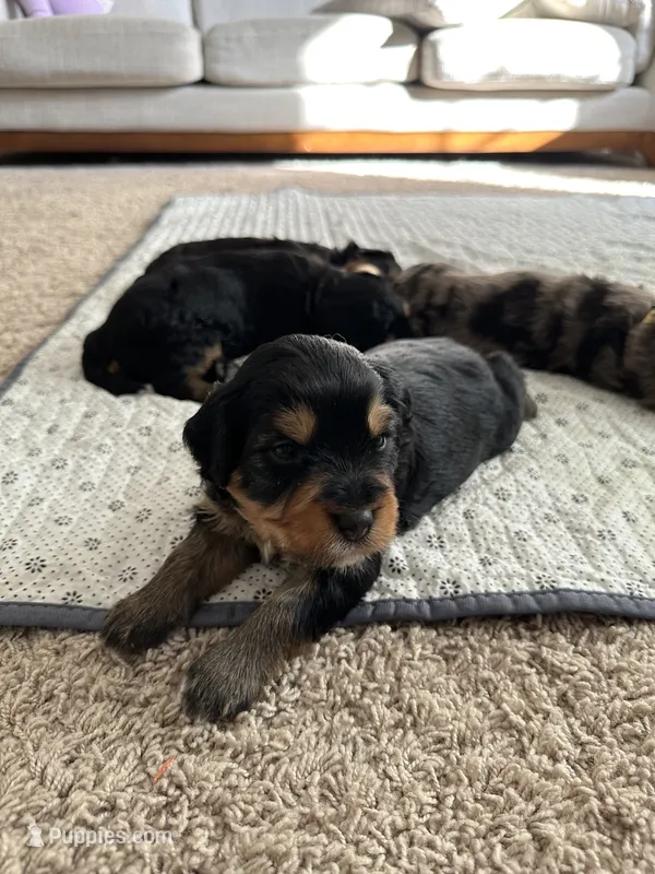 Jet – Miniature Bernedoodle puppy for sale in Cary, IL