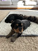 Jet, a male Miniature Bernedoodle for sale in Cary, IL – 1 of 7