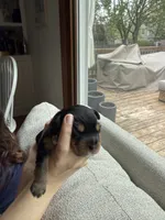 Onyx, a male Miniature Bernedoodle for sale in Cary, IL – 3 of 4