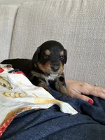 Cooper, a male Miniature Bernedoodle for sale in Cary, IL – 3 of 8