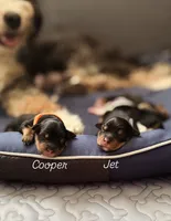 Jet, a male Miniature Bernedoodle for sale in Cary, IL – 2 of 7