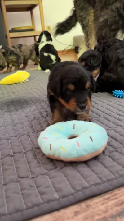 Cooper, a male Miniature Bernedoodle for sale in Cary, IL – 8 of 8