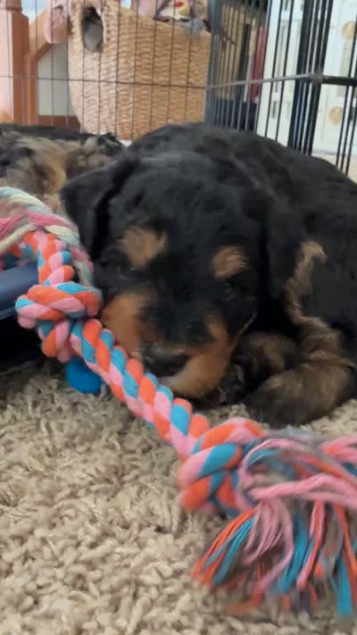 Jet, a male Miniature Bernedoodle for sale in Cary, IL – 7 of 7