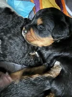 Jasper , a male Miniature Bernedoodle for sale in Cary, IL – 5 of 5