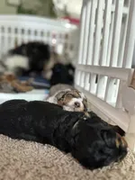 Jet, a male Miniature Bernedoodle for sale in Cary, IL – 3 of 7