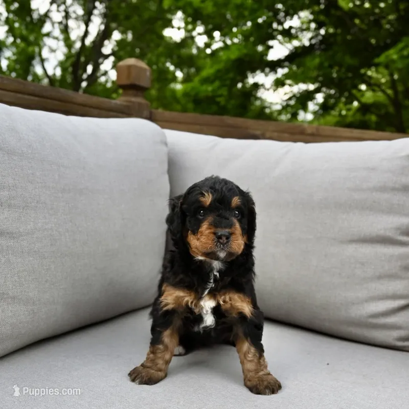 Mr. Greenie  – Miniature Bernedoodle puppy for sale in Cary, IL