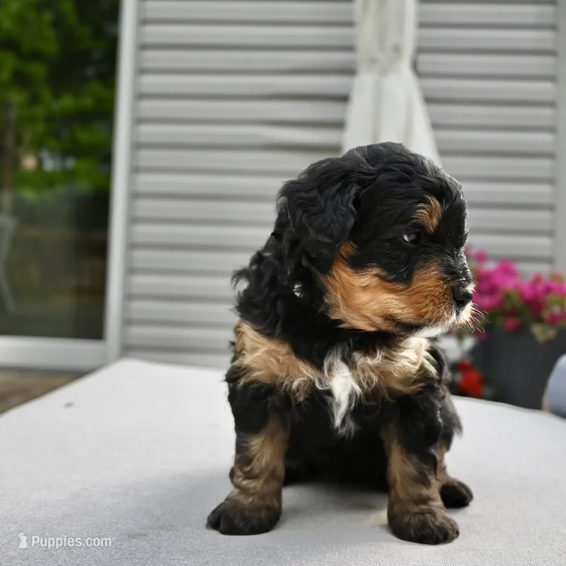 Jet – Miniature Bernedoodle puppy for sale in Cary, IL