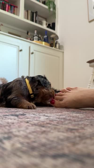 Cooper, a male Miniature Bernedoodle for sale in Cary, IL – 7 of 8