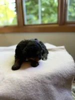 Jasper , a male Miniature Bernedoodle for sale in Cary, IL – 3 of 5
