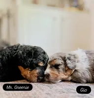 Mr. Greenie , a male Miniature Bernedoodle for sale in Cary, IL – 4 of 10