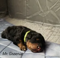 Mr. Greenie , a male Miniature Bernedoodle for sale in Cary, IL – 6 of 10