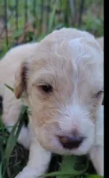Black Collar (Blue Eyes), a male Goldendoodle for sale in Bakersfield, CA – 2 of 5