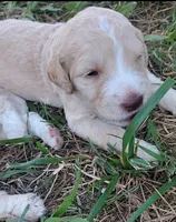 Black Collar (Blue Eyes), a male Goldendoodle for sale in Bakersfield, CA – 5 of 5