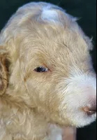 Silver Collar (Blue Eyes), a female Goldendoodle for sale in Bakersfield, CA – 3 of 6