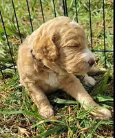 Silver Collar (Blue Eyes), a female Goldendoodle for sale in Bakersfield, CA – 5 of 6