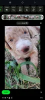 Silver Collar (Blue Eyes), a female Goldendoodle for sale in Bakersfield, CA – 2 of 6
