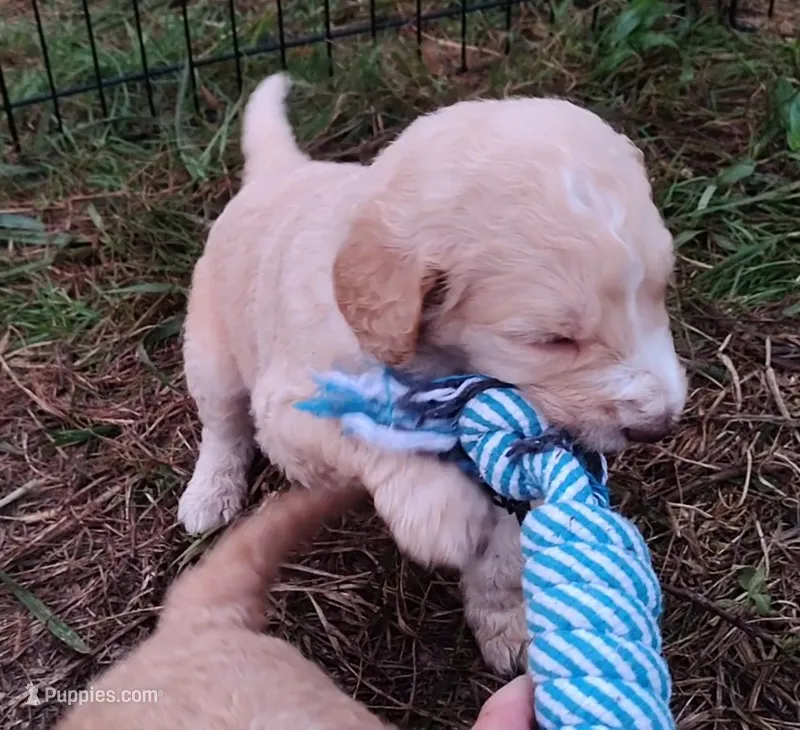 Black Collar (Blue Eyes) – Goldendoodle puppy for sale in Bakersfield, CA