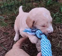 Black Collar (Blue Eyes), a male Goldendoodle for sale in Bakersfield, CA – 1 of 5