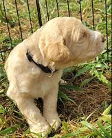 Black Collar (Blue Eyes), a male Goldendoodle for sale in Bakersfield, CA – 4 of 5