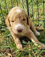 Silver Collar (Blue Eyes), a female Goldendoodle for sale in Bakersfield, CA – 4 of 6