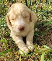 Black Collar (Blue Eyes), a male Goldendoodle for sale in Bakersfield, CA – 3 of 5