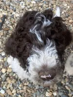 Archie, a male Poodle - Standard  for sale in Hot Springs, AR – Photo 2 of 6