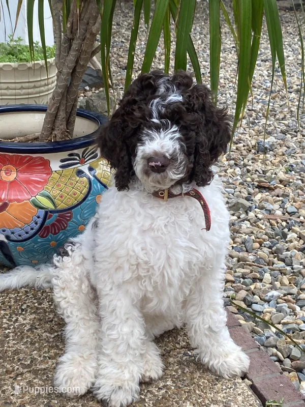 Archie – Poodle - Standard  puppy for sale in Hot Springs, AR