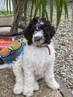 Archie, a male Poodle - Standard  for sale in Hot Springs, AR – Photo 1 of 6