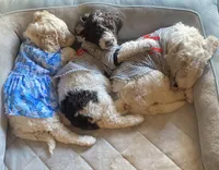 Archie, a male Poodle - Standard  for sale in Hot Springs, AR – Photo 6 of 6