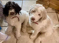 Harry, a male Poodle - Standard  for sale in Hot Springs, AR – Photo 2 of 7